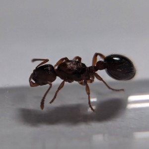 Gros plan de Rubis 3, [Blog] Rubis - Myrmica sp.