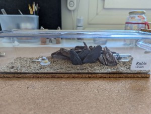 Installation tube, [Blog] Rubis - Myrmica sp.