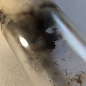Tube vraiment cracra, [Blog] Rubis - Myrmica sp.