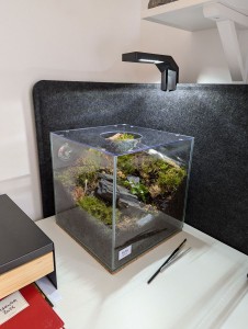 Vue globale du terrarium, [Blog] Rubis - Myrmica sp.