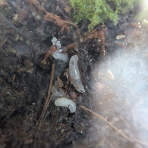 Première loge 1, [Blog] Rubis - Myrmica sp.