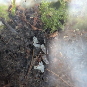 Première loge 2, [Blog] Rubis - Myrmica sp.
