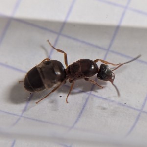 Gyne noire vue de 3/4, [Lasius sp. noir] Identification gyne noire été 2024 #1