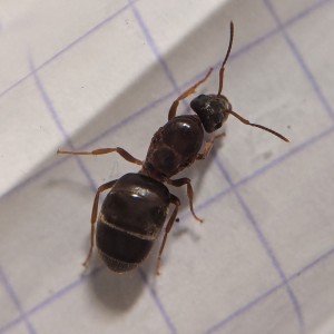 Gyne noire vue du dessus, [Lasius sp. noir] Identification gyne noire été 2024 #1
