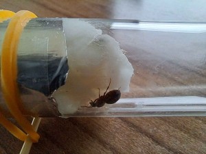 Photo 5, Demande d'aide pour identification d'une gyne (Lasius?)