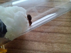 Photo 6, Demande d'aide pour identification d'une gyne (Lasius?)