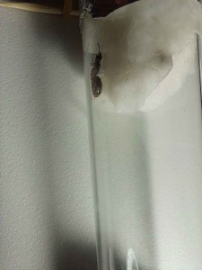 Photo 8, Demande d'aide pour identification d'une gyne (Lasius?)