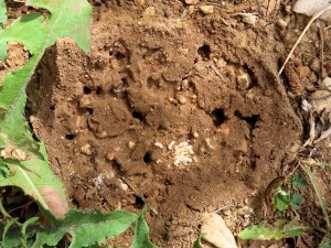 Photo n° 5, Deux colonies de Solenopsis fugax dans mon jardin.