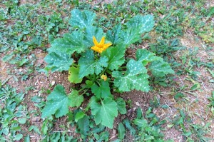 Plan de courgettes à Bibi., "Mes" Fondations...