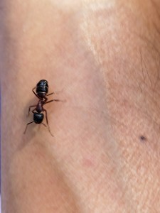 Grosse fourmis dans la foret en ile de france, IMG_20240802_155347.jpg