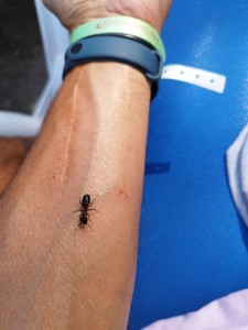 Grosse fourmis dans la foret en ile de france, IMG_20240802_155021.jpg