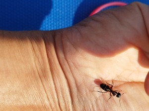 Grosse fourmis dans la foret en ile de france, IMG_20240802_155311.jpg