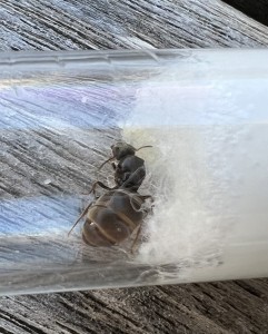 1, [Lasius sp. noire] Trouvée en juillet zone urbaine 11mm environ
