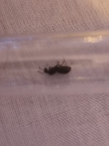 [Lasius sp. noir] A MON TOUR !!!!, IMG_20240813_193249.jpg