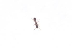 tête, gyne Tetramorium parasite ?