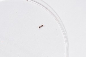 vu de haut, gyne Tetramorium parasite ?