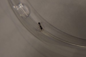 mandibules, gyne Tetramorium parasite ?