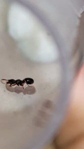 Gyne, [fourmi] Aide identification fourmis