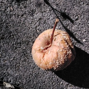 Quelle est cette espèce ?, 20240822_093120[1].jpg