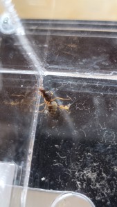 Gyne dans un coin de l'ADC., [Blog] Lasius flavus de Mimiti