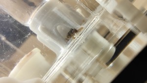 Dans la cavité de l'abreuvoir., [Blog] Lasius flavus de Mimiti
