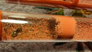 Un peu de couvain!, [Blog] Lasius flavus de Mimiti