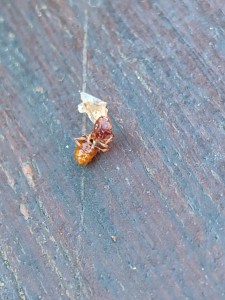 Identification gyne noyée, IMG_20240828_103249.jpg