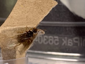 Princesse vue de dessus, [Lasius sp jaune] Pourriez-vous me dire de quelle espèce est cette fourmi ?