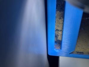 [Blog] Messor barbarus élec, image.jpg