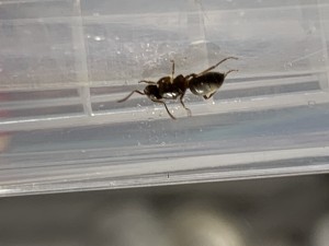 Gyne de profil, Demande d’identification d’une gyne