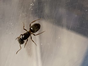 Gyne vue du dessus, Demande d’identification d’une gyne
