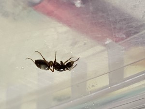 Gyne de profil, Demande d’identification d’une gyne