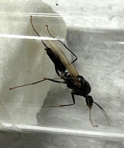 fourmis 4, [Mâle Camponotus sp.] Fourmis du sud