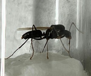 fourmis 2, [Mâle Camponotus sp.] Fourmis du sud