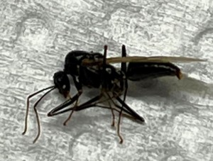 fourmis 1, [Mâle Camponotus sp.] Fourmis du sud