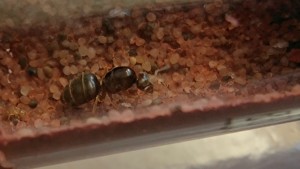 La gyne seule au monde., [Blog] Lasius flavus de Mimiti