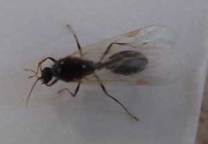 mâle, [Solenopsis fugax] Gyne et mâle Formicinae