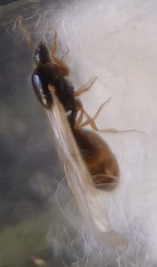 gyne de profil, [Solenopsis fugax] Gyne et mâle Formicinae