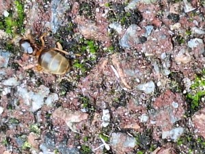 [Lasius sp jaune] Demande d'identification Gyne dans les Yvelines, 20240921_183631.jpg