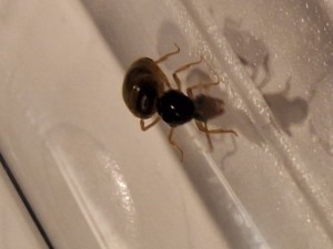 [Lasius sp jaune] Demande d'identification Gyne dans les Yvelines, 20240921_201001.jpg