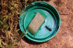 Camponotus vagus et Temnothorax nylanderi., Recette du Bhatkar made in I-D-É-MYR.