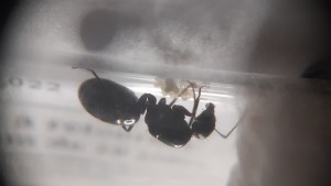 Trois nouvelles gynes trouvées en Isère, 20240718_173848.jpg
