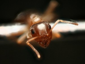 Le Focus Stacking, 10120309053039407244494.jpg