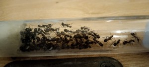 [BLOG]Camponotus nicobarensis de Fourmitien., IMG_20241003_180418.jpg