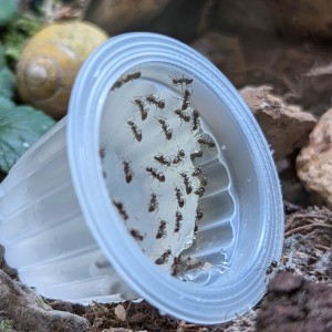 Repas de jelly fin septembre, [Blog] Madame - Lasius niger