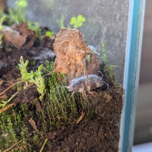 Un petit cloclo en vadrouille de jour., [Blog] Rubis - Myrmica sp.