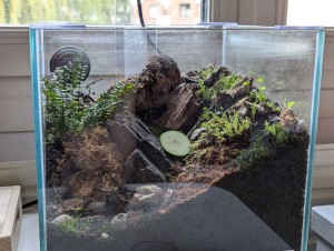 Apperçu du terra de jour avec 2 clolos actifs, [Blog] Rubis - Myrmica sp.