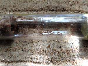 Panique chez mes Myrmica. sp !, [Q/R] Rubis - Myrmica sp. de Gaetan