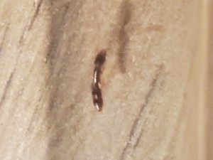 Fourmis, Aide identification Ponerine