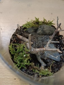 [BLOG]Camponotus nicobarensis de Fourmitien., thumbnail_IMG_20241012_122624.jpg